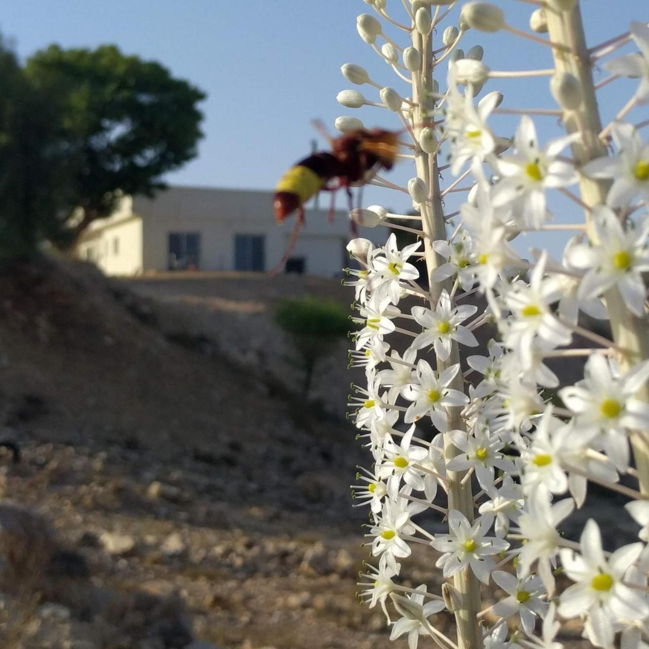 Dead Sea Desert'S Edge Arad Exterior foto